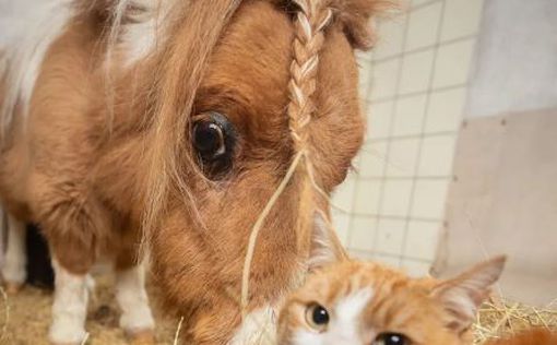 Найменший поні їсть із котом з однієї миски