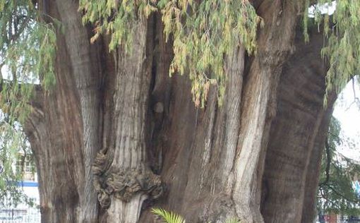 У Мексиці росте найтовстіше дерево у світі