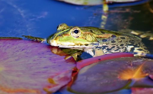 "Тоадзилла": в Австралии обнаружена жаба-рекордсмен