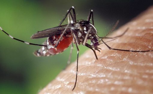 На італійських курортах туристи заразилися лихоманкою Денге після укусів комарів