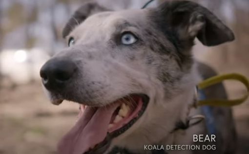 Луч надежды: в Австралии пса удостоили награде за героизм