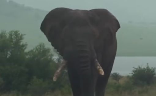 Вымирающих слонов нашли с помощью спутниковых снимков