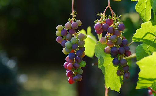 200 мільйонів євро та вирубка виноградників врятують виноробів Франції