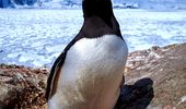 У "Вернадского" вылупился первый пингвиненок! | Фото 3