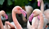 Сезонный отдых фламинго открыт! Фото, видео | Фото 7