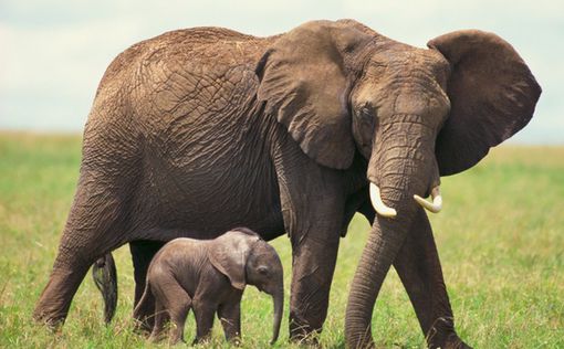 Во Франции появился "дом престарелых" для слонов