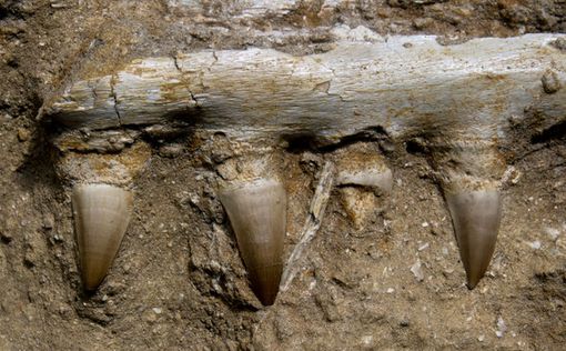 Найдены окаменелости гигантской морской рептилии