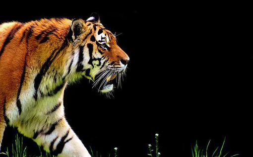 Индия: мать боролась с тигром голыми руками, чтобы спасти сына