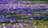 Цветущее Закарпатье: где искать поляны крокуса. Фото | Фото 22