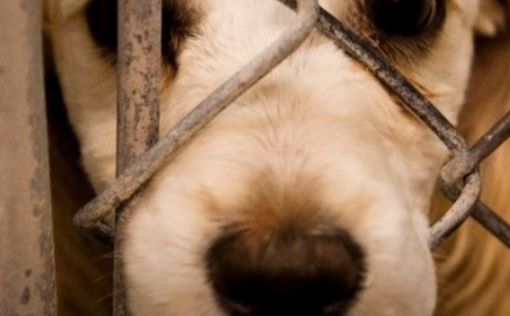 В Украине усилили ответственность за жестокое обращение с животными