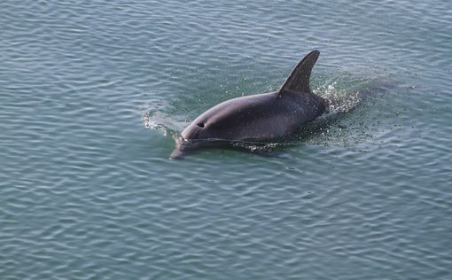 Российский флот убивает черноморских дельфинов