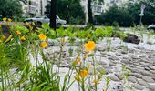Прогулянка Києвом: F-16 серед парку, дощові сади й озеро квітучих німфей. Фото | Фото 5