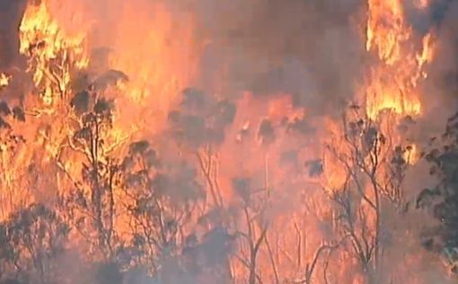 В пожарах Австралии погибли полмиллиарда животных
