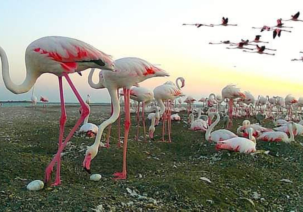 Чудо на Тузловских лиманах: во время войны родились сотни фламинго