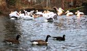 Пелікани повертаються на озеро - в Україну прийшла весна! Фото | Фото 3