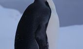 Императорский пингвин заглянул к "Академику Вернадскому". Фото | Фото 11