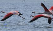 На озера Одесщины вернулись сотни розовых фламинго. Фото | Фото 4