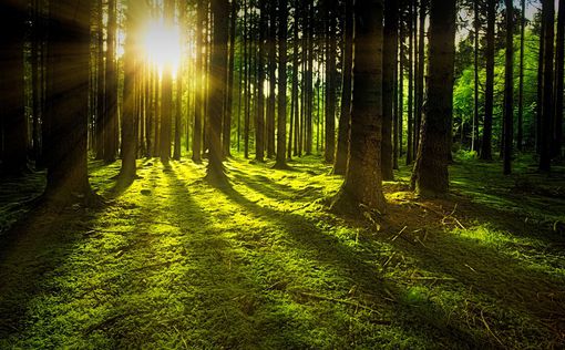 Возобновления лесов: сенегалец высадит 5 миллионов деревьев