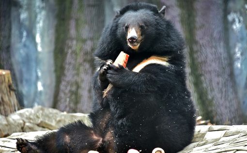 Пушистые великаны приглашают на ланч в свои медвежьи угодья. Фото