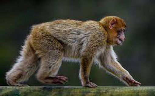 Червоний код: мавпа, що втекла з клітини в зоопарку, влаштувала переполох