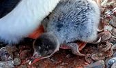 У "Вернадского" вылупился первый пингвиненок! | Фото 3