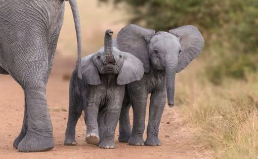 Шольц и 20 000 слонов из Ботсваны. На письма из Африки теперь не отвечают