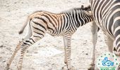 В Одесском зоопарке появился новый житель - детеныш зебры Гранта. Фото | Фото 2