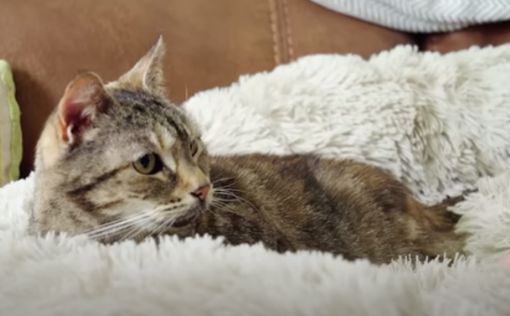 Обнаружена кошка с самым громким мурлыканьем в мире. Видео