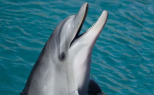 В Бронксе заметили дельфинов: хороший знак для Нью-Йорка