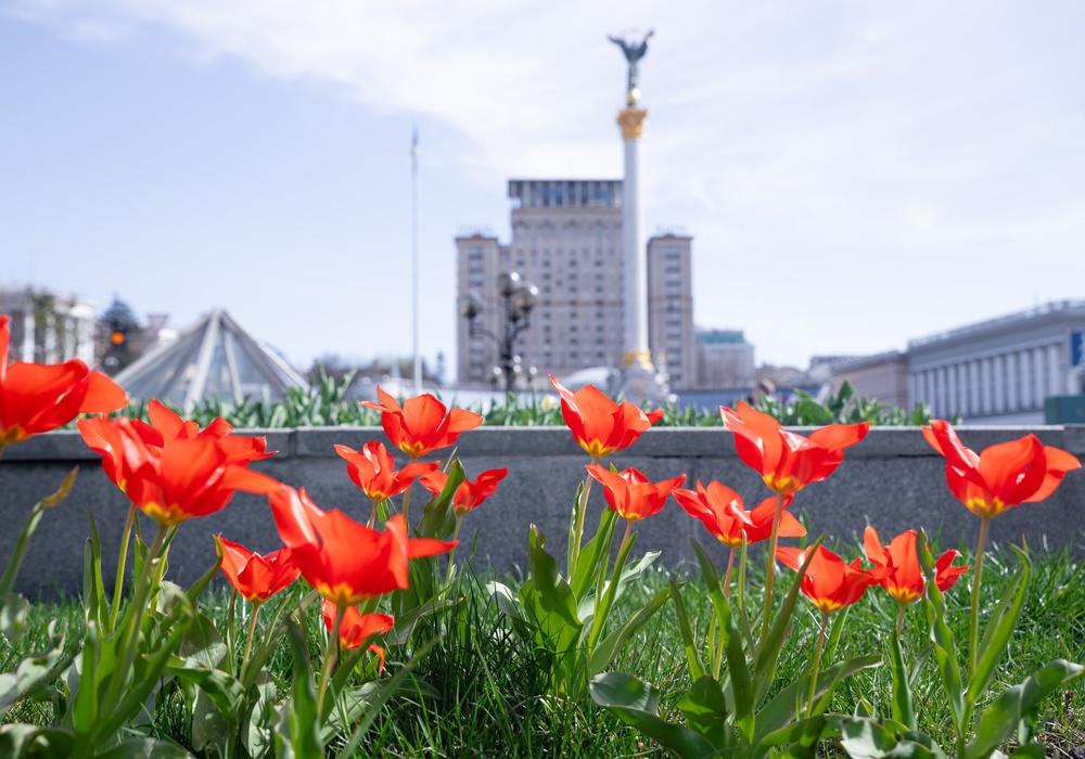 У Києві починають квітнути тюльпани: перелік локацій