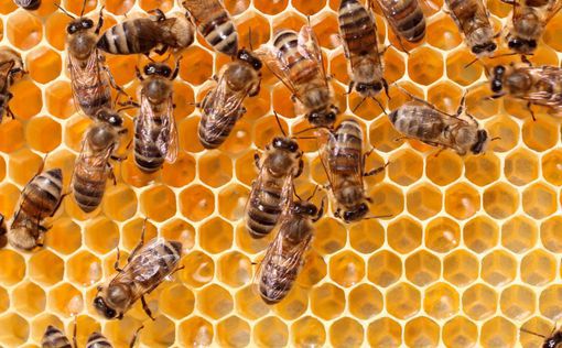 В Чили пчелы атаковали полицию на демонстрации пчеловодов