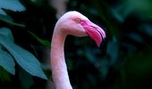 Сезонный отдых фламинго открыт! Фото, видео | Фото 10