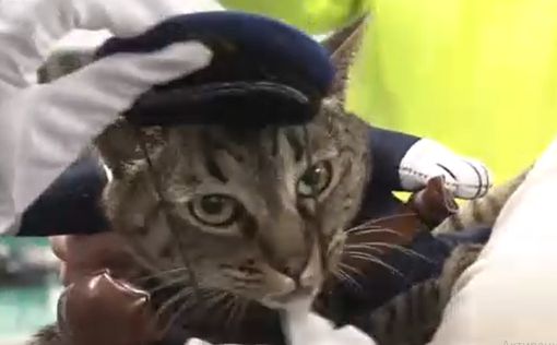 В Японии кошку назначили начальником полиции