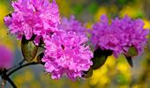 Бегемотик Лілі – особлива "квіточка" квітневого Київзоо. Фото | Фото 10