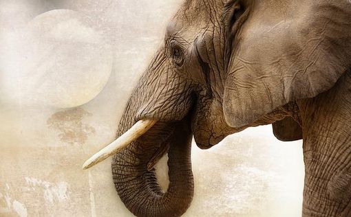 Огромный бивень слона возрастом 500 000 лет нашли в Израиле