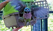 Врятовані від війни фазани та папуги знайшли новий дім. Фото | Фото 3
