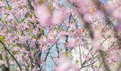У Києві почався сезон цвітіння сакур та магнолій: локації та фото | Фото 4