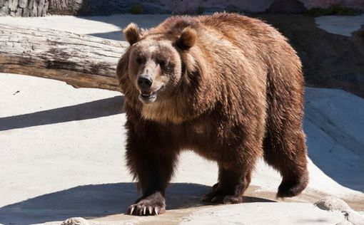 На Аляске медведь целую неделю преследовал мужчину