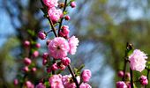 Бегемотик Лили – особый "цветочек" апрельского Киевзоо. Фото | Фото 13