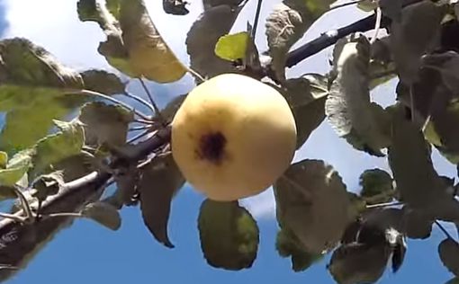 Яблочный Спас: история и традиции праздника