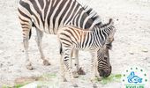 В Одесском зоопарке появился новый житель - детеныш зебры Гранта. Фото | Фото 3