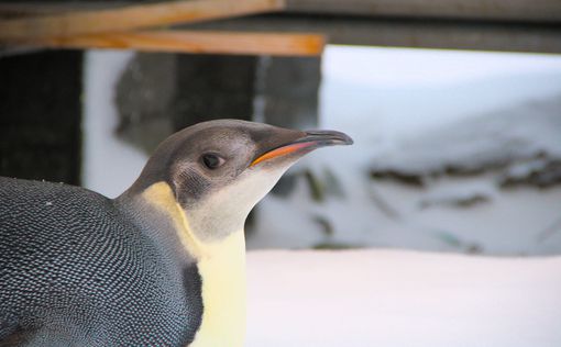 Императорский пингвин заглянул к "Академику Вернадскому". Фото