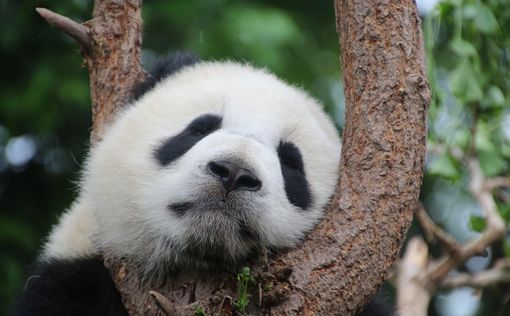 Китайские археологи нашли первое захоронение панды в 2000-летней гробнице