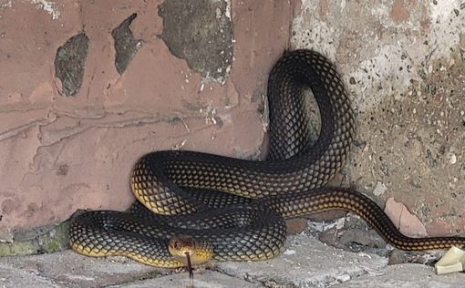 На Одещині біля багатоповерхівки знайлши рідкісну змію. Фото