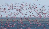 Чудо природы: в "Тузловские лиманы" прилетели тысячи розовых фламинго. Фото | Фото 1