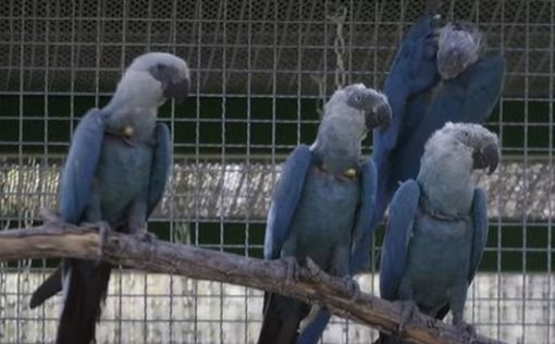 "Вымерший" вид попугаев вернулся в Бразилию