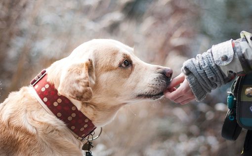 В Киеве открыли центр терапии с участием собак | Фото: pixabay.com