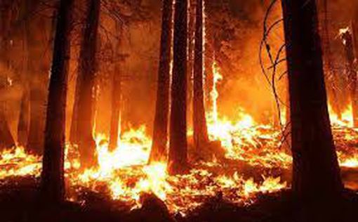 Адская жара в Европе: побит рекорд по лесным пожарам