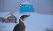 Императорский пингвин заглянул к "Академику Вернадскому". Фото | Фото 3