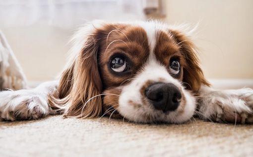 Кинологи раскритиковали правительственный список опасных пород собак